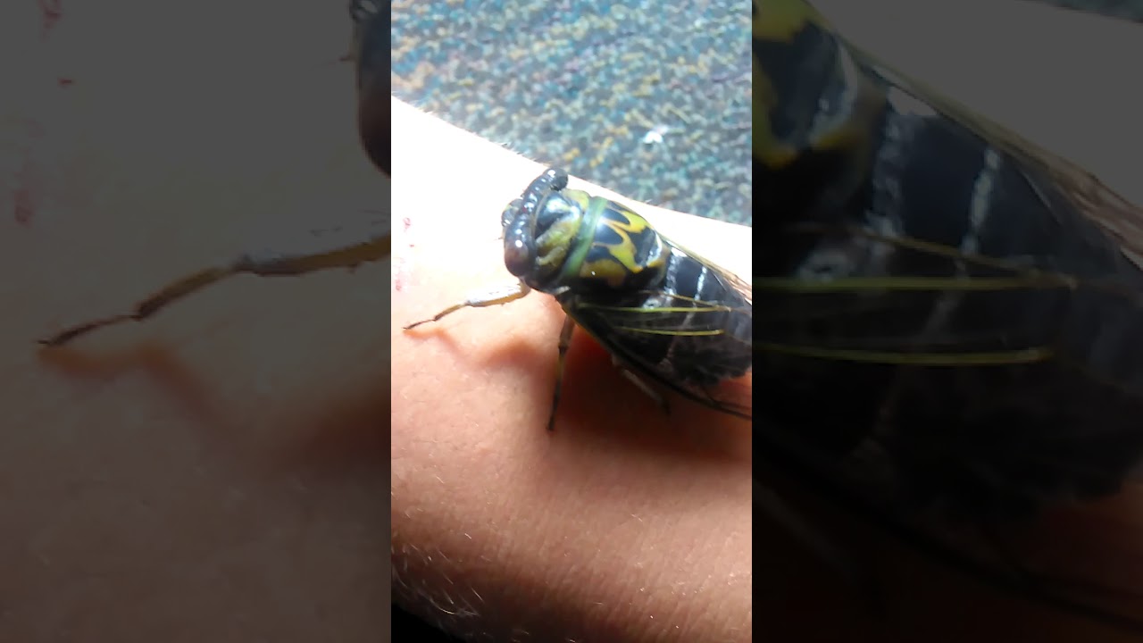 Neotibicen Pruinosus or hybrid