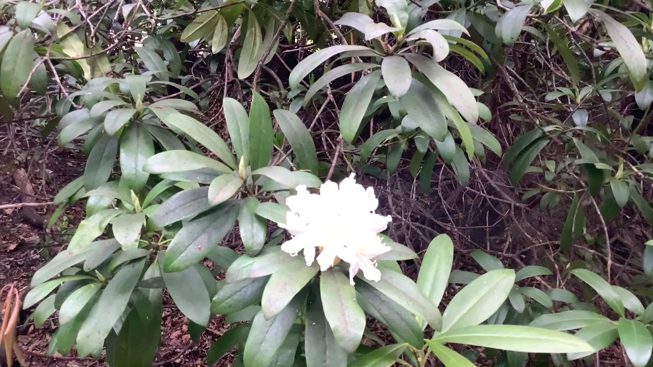 Прогулка по Армстронг Парк, Мост Армстронга. Ньюкасл, Англия #1