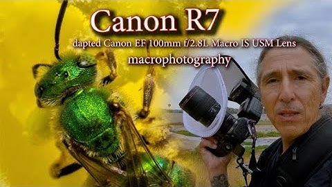 Canon R7 macro with adapted Canon EF 100mm f/2.8L IS USM Lens - California native Green Sweat Bee
