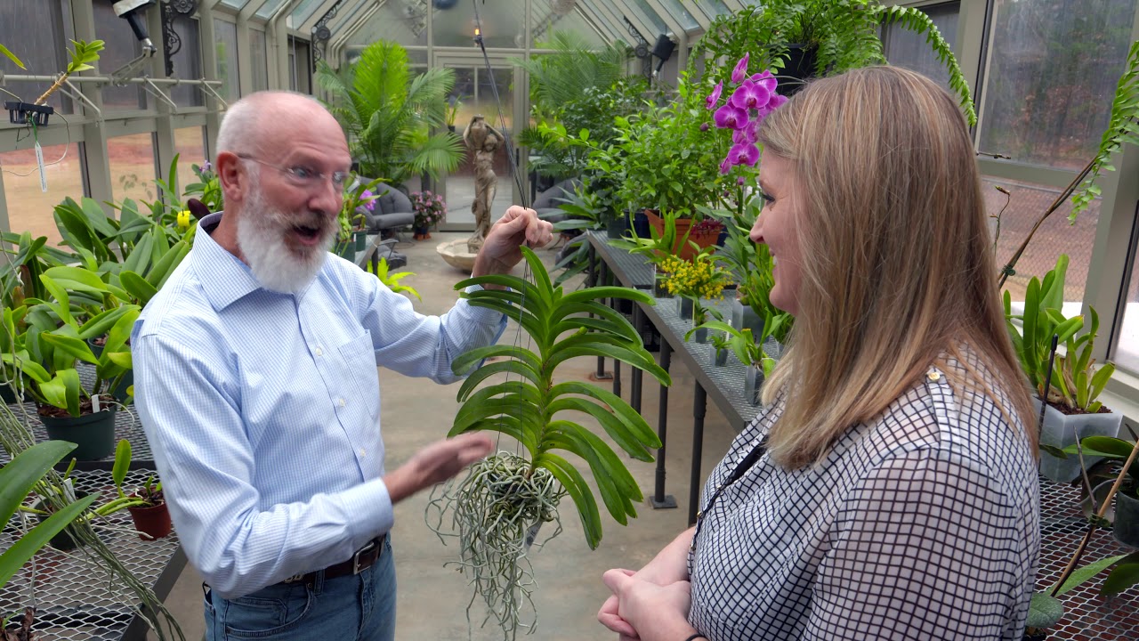 Orchid Variety Collection with Needham