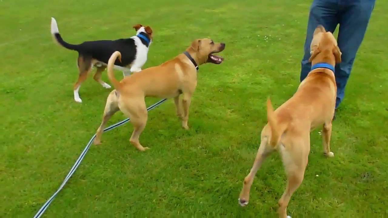 How To Stop Dog On Dog Aggression - So Effective!!! - YouTube
