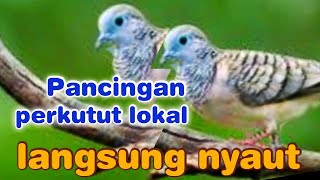 Download lagu Masteran perkutut tembakan rapat bangkitkan emosi