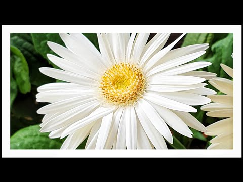 Videó: Virág az otthoni jólétért: jelek a boldogsághoz, név, leírás fotókkal és gondozási tippekkel