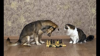 Самые смешные животные 😂 | Приколы с котами и собаками 🐱🐶 #5
