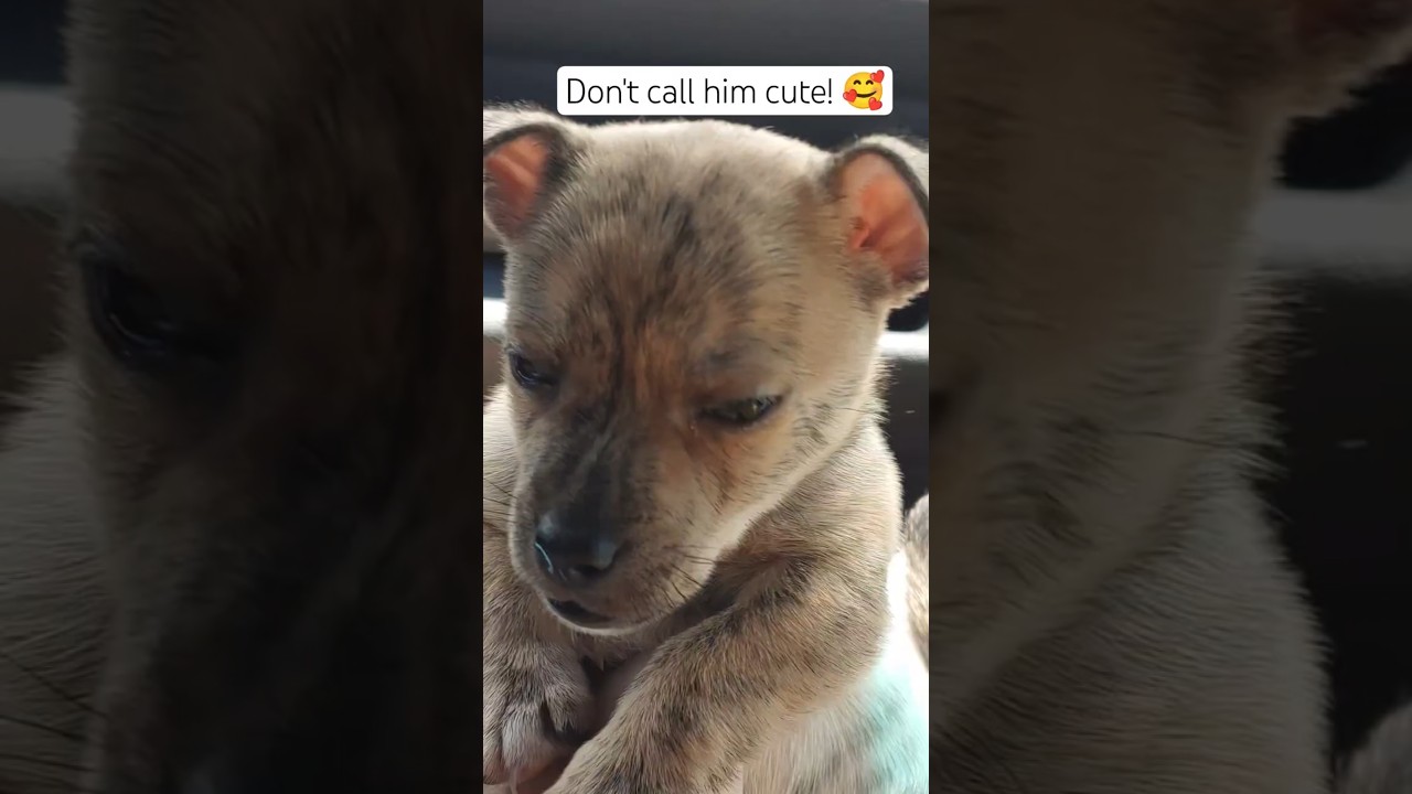 Don't call me cute, I'm not cute! 