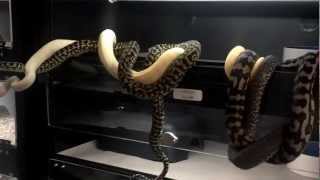 Famous BATTLE OF THE CARPET PYTHON MORPHS Net Worth