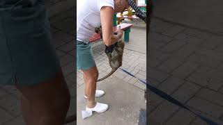 Monkey grabs purse of woman #monkey #purse