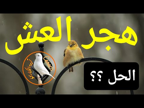 فيديو: هل يمكنك إعادة بيضة إلى العش؟