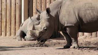 Javan Rhinoceros | The Javan rhinoceros (also known as the lesser one-horned rhinoceros