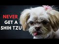 14 reasons to never ever adopt a shih tzu dog breed