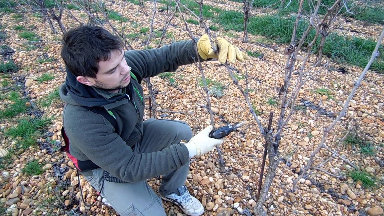 Quand Et Comment Tailler Un Pêcher De Vigne