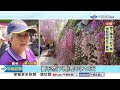 追花族注意!石斛蘭.金針花爆開 絢爛花期別錯過│中視新聞 20240504