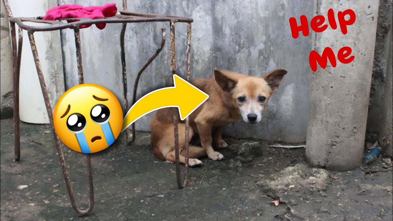 Rescue Tales Stories of Hope And Healing for Animals