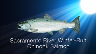 Species in the Spotlight: Sacramento River Winter-Run Chinook