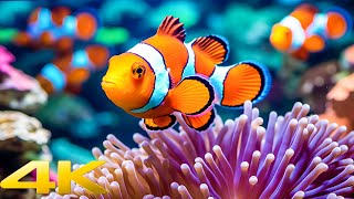 Aquarium 4K VIDEO (ULTRA HD) - Beautiful Coral Reef Fish - Sleep Relaxing Meditation Music