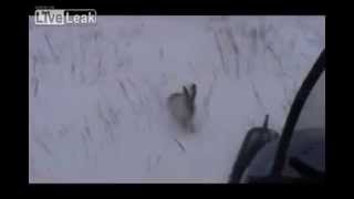 Охота на зайцев. Прикол! Заец Сам... Охота на зайцев. Прикол! Заец Сам...