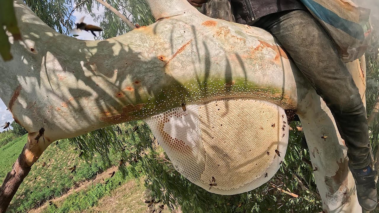 ตีผึ้ง4รังมีแต่รังอ่อนขาวสวยทั้งนั้น  |  พรานหมึก คนตีผึ้ง