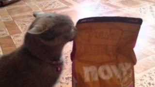 ♡♥♡Чем мы кормим свою британскую короткошерстную кошку.☆★☆ ♡♥♡Чем мы кормим свою британскую короткошерстную кошку.☆★☆