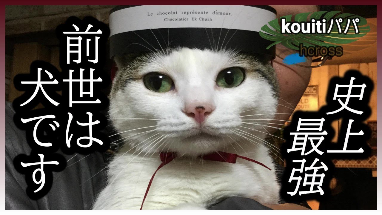 リンです 史上最強 私の前世は犬だちゃ Youtube