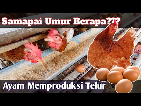 Video: Berapa massa telur ayam standar?