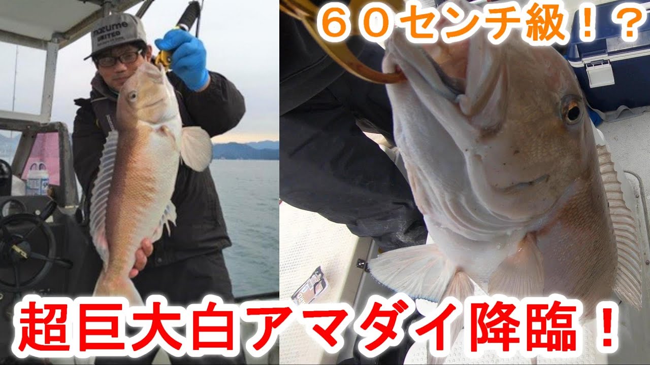 ㉞This white tilefish is extraordinary! - YouTube
