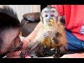 Baby Capuchin Monkey First Thanksgiving Dinner!