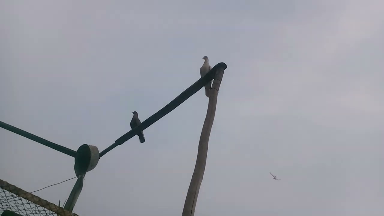 آج تو بچے نے شاہی پرواز دی ہے 🕊️ دو کبوتر رات رہ گئے 