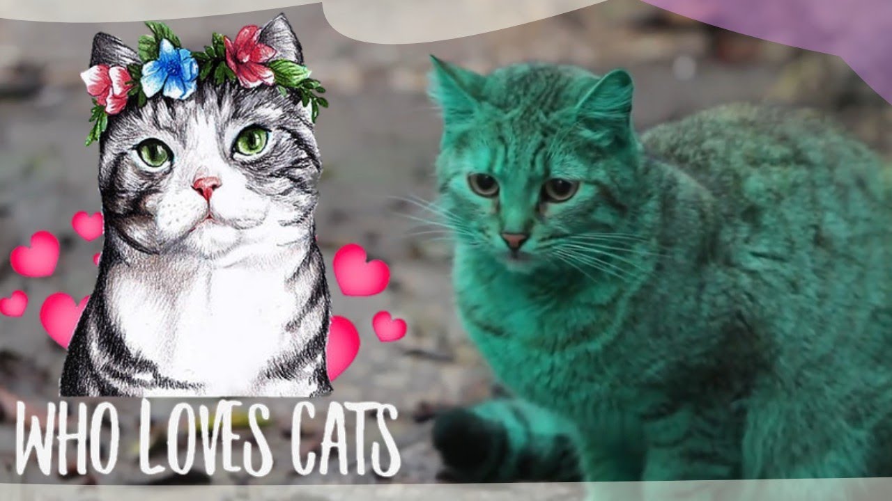 Pet lovers|| Cat Lovers || Different Colour of Cats|| Cat fight || Who Love Cats|| Baby cats