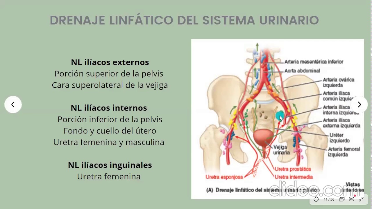 VAGINA, DRENAJE LINFATICO DE LAS VISCERAS,