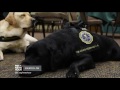 Meet the 'courtroom dogs' who help child crime victims tell their stories