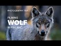 Wildlife photography  filming a wolf from a hide in finland  trip to kuhmo