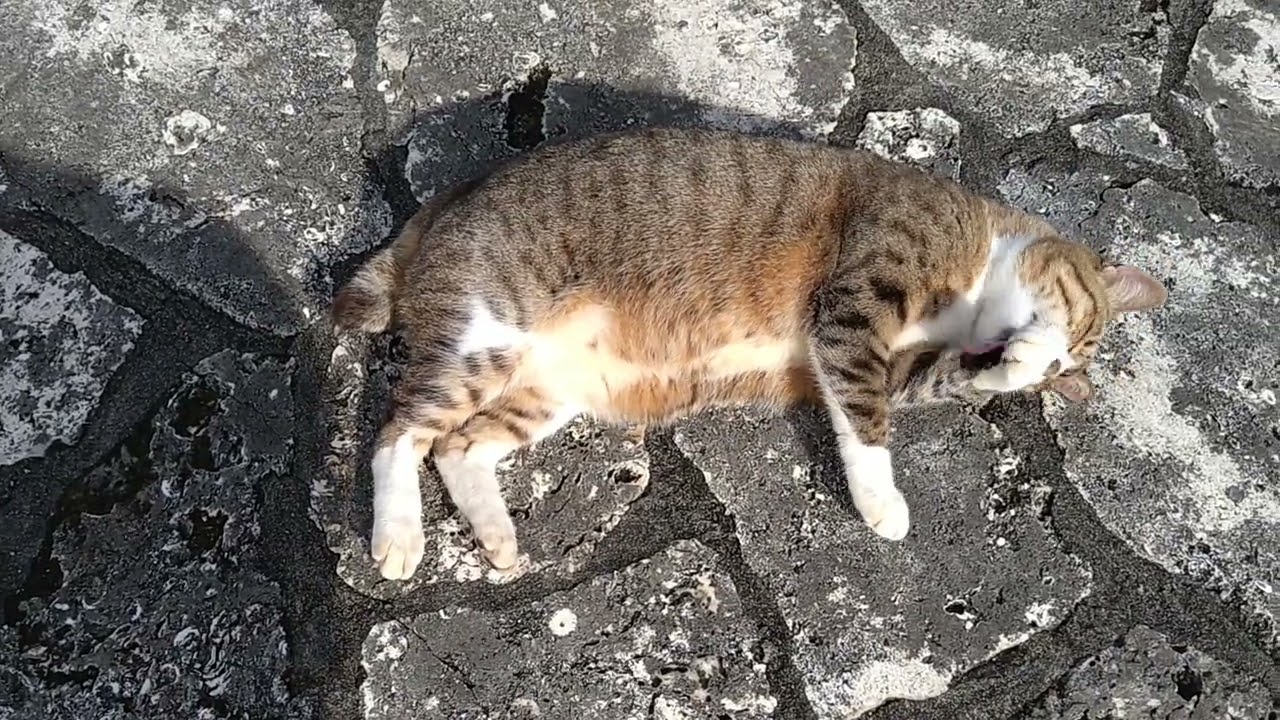 むんむん(:3_ヽ)_