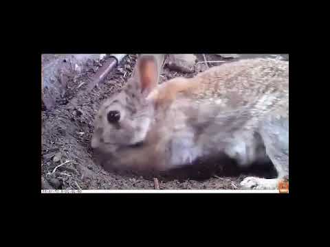 tavşan yavrularını yaşatmak için toprağa gömüyor