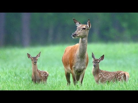 Олени благородные. Июнь. Reed deers. June.