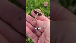 Mower’s Mushroom Explained (The One You See After Watering) #shorts