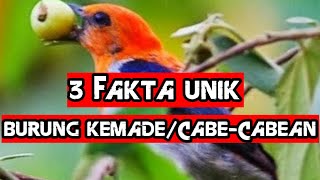 3 Fakta unik burung kemade / cabe - cabean