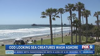 Velella velellas, or 'by-the-wind sailors,' washing up on San Diego shores