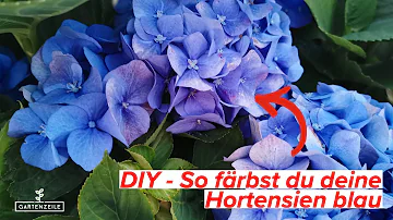 Was muss ich tun damit Hortensien blau blühen?