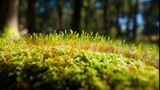 Bui Thang Thang Thang Bui Thang 278634