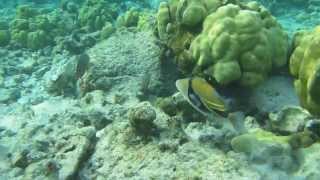 Humuhumunukunukuapua'a Lagoon Triggerfish