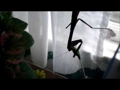 Chinese praying mantis eating Sword-bearing conehead katydid (16x speed)