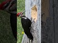 نقار الخشب بيدمر الشجرة بمنقاره مشهد مذهل        