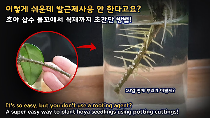 이렇게 쉬운데 발근제 사용 안 한다고요? It's so easy, but you don't use a rooting agent?