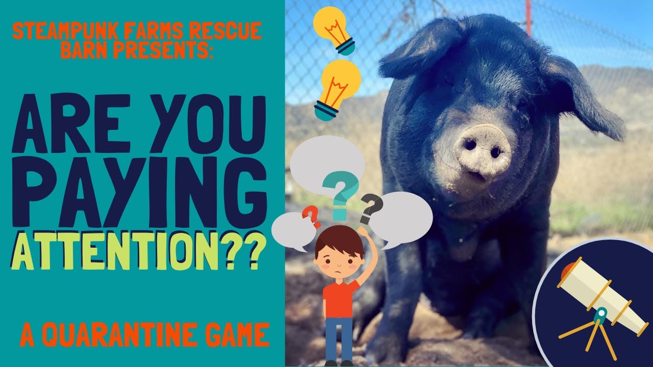 Visit A Rescue Farm Without Leaving Your Home - See The Animals, Stay Healthy and Safe!