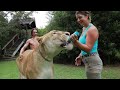 WALKING THE LARGEST CAT IN THE WORLD! MY LIGER BOY