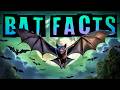 Understanding Bats