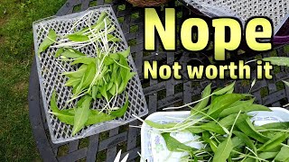 Is it Worth Dehydrating Wild Garlic in a Home Dehydrator?