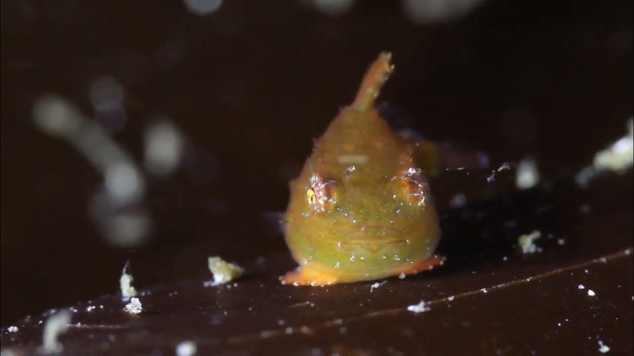 Puget Sound underwater critters UP CLOSE! YouTube