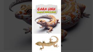 Download Lagu Cara Ampuh mengusir TOKEK/CICAK #faktaduniahewan #faktaunik #informatif #tokek #cicakcicakdidinding MP3