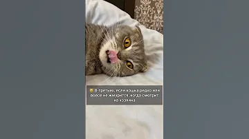 Признаки того, что Ваша кошка Вас не любит 😼